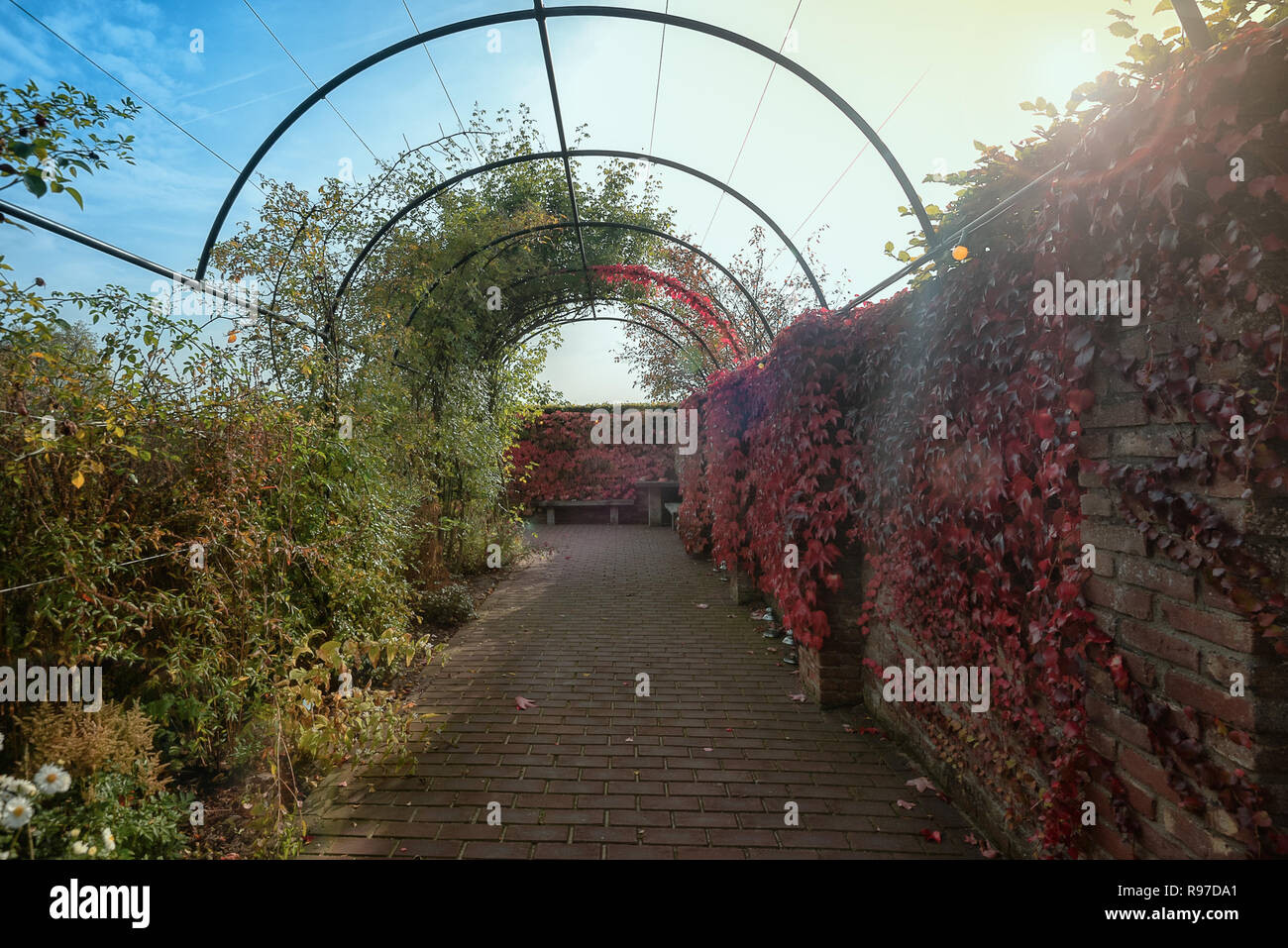 Mur envahi par un réducteur dans de belles couleurs d'automne dans un jardin quelque part dans les Pays-Bas Banque D'Images