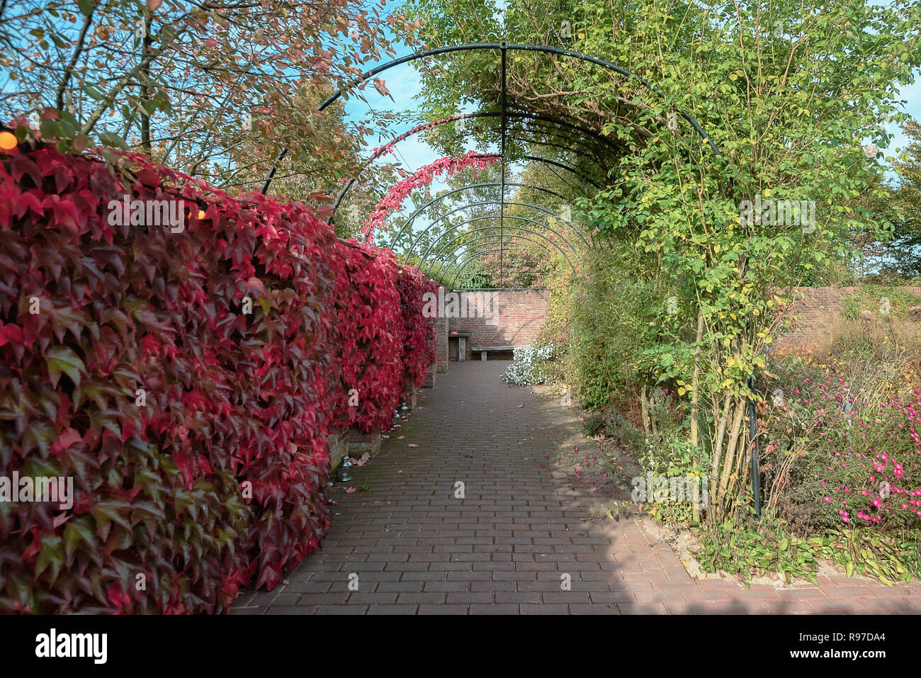 Mur envahi par un réducteur dans de belles couleurs d'automne dans un jardin quelque part dans les Pays-Bas Banque D'Images