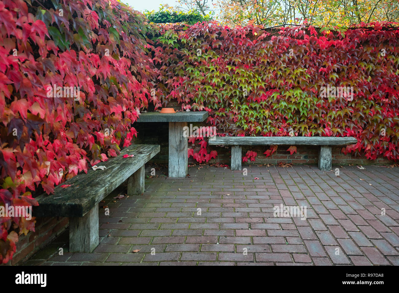 Table et deux bancs en bois entourée d'un mur envahi par un réducteur en belles couleurs d'automne. dans un jardin quelque part dans les Pays-Bas Banque D'Images