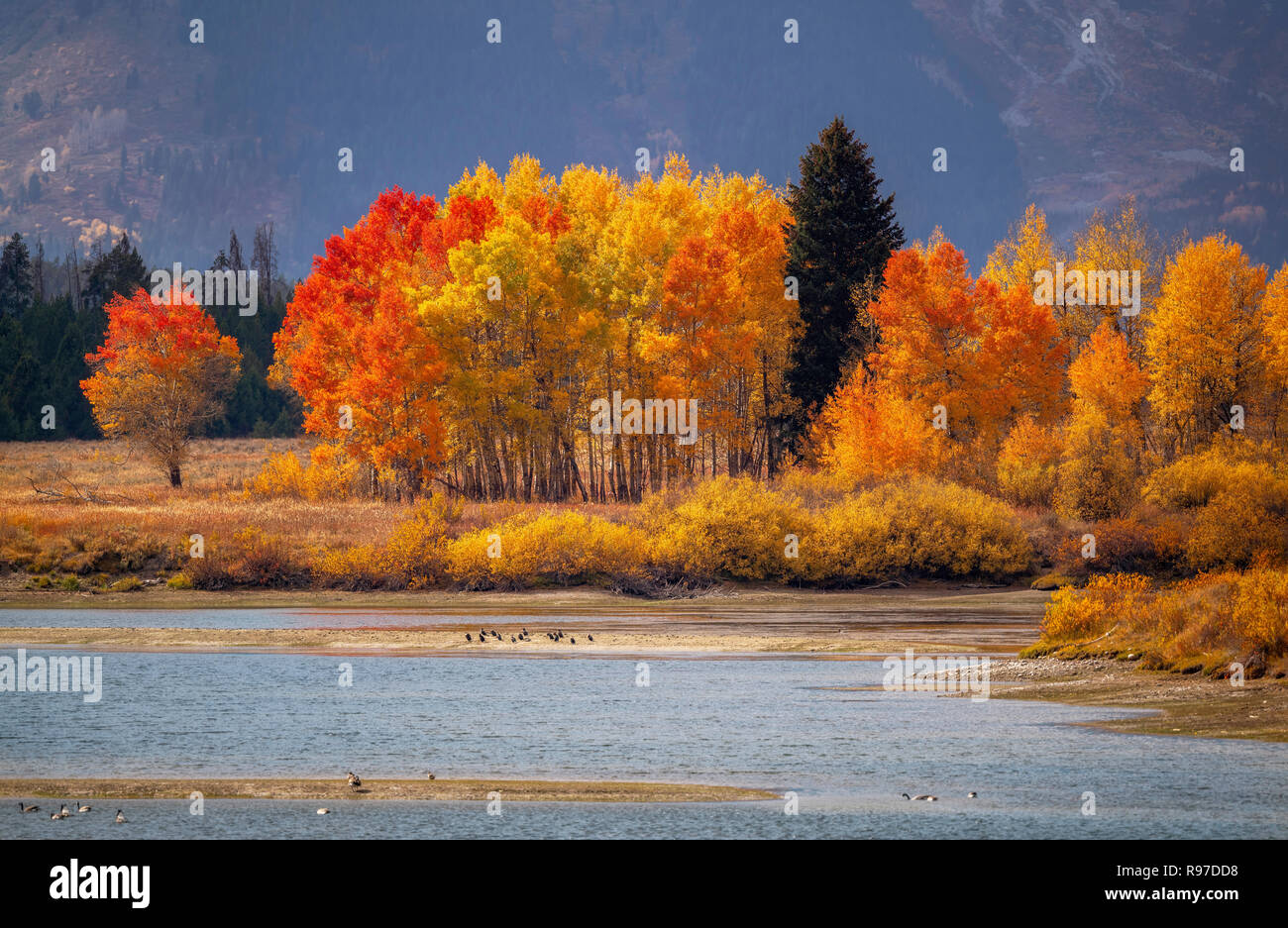 Couleurs d'automne, Grand Teton National Park, Wyoming, USA Banque D'Images