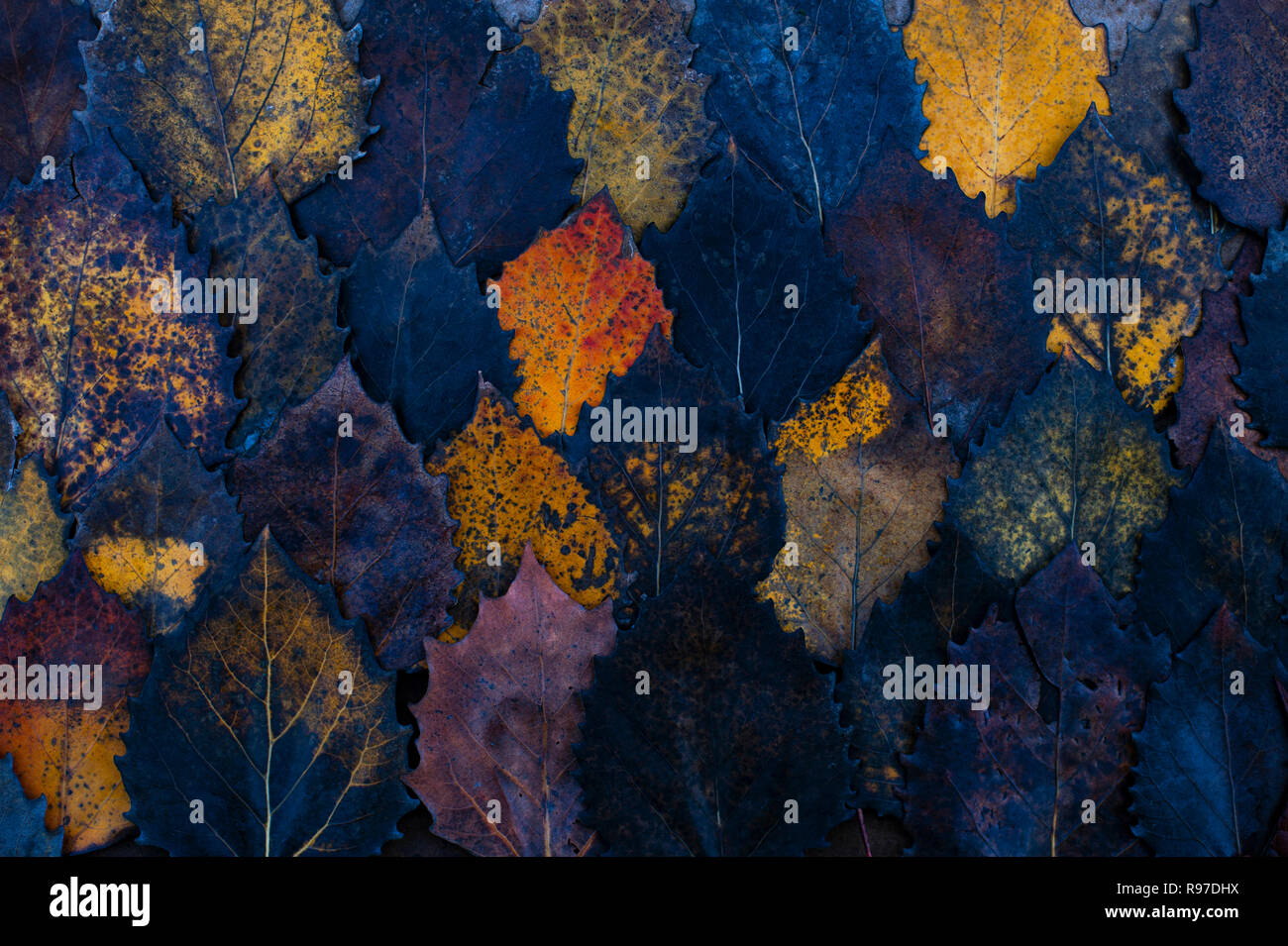 Automne feuilles de bouleau sur le sol des forêts modèles avec la nature Banque D'Images