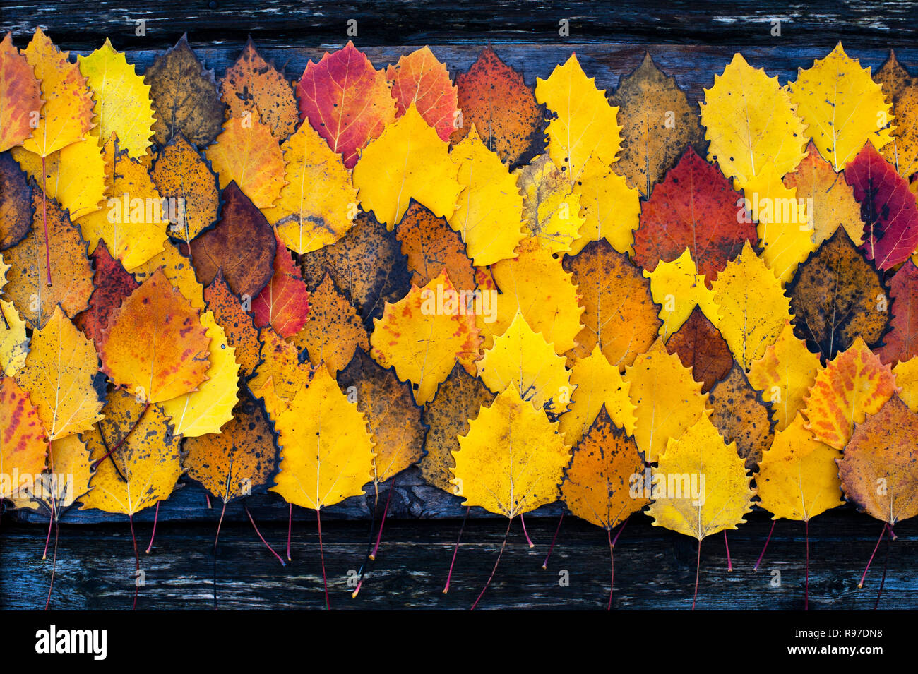 Automne feuilles de bouleau sur planche de bois avec des motifs de la nature Banque D'Images