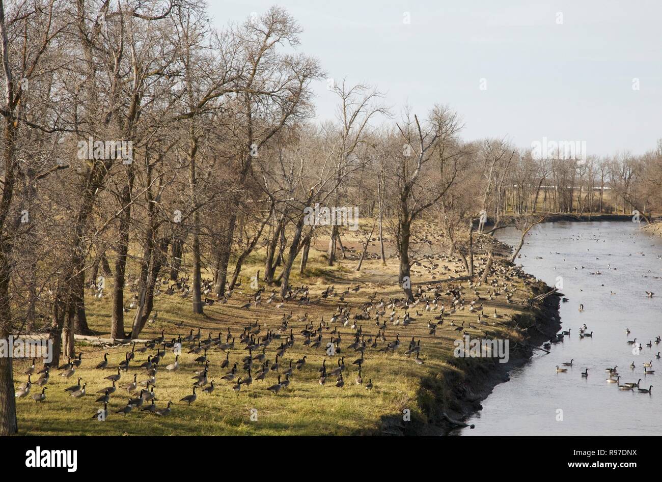 Ralliement des oies sur les bords de la rivière Banque D'Images