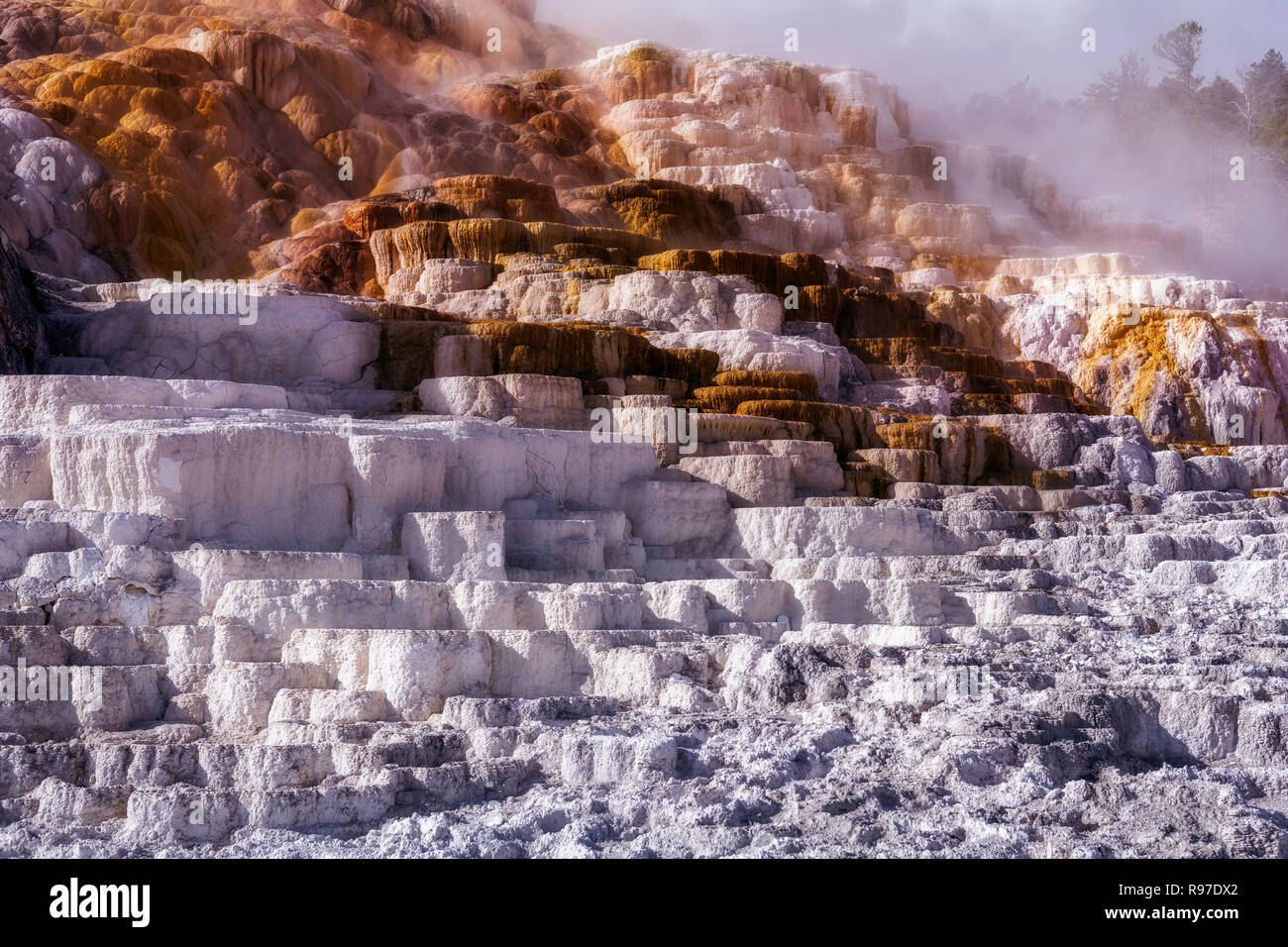 Mammoth Hot Springs, Parc National de Yellowstone, Wyoming, USA Banque D'Images