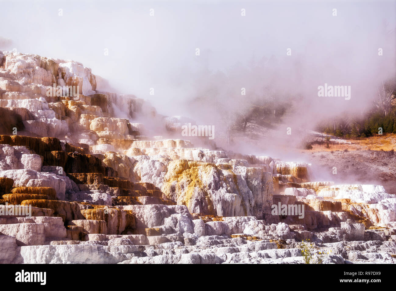 Mammoth Hot Springs, Parc National de Yellowstone, Wyoming, USA Banque D'Images