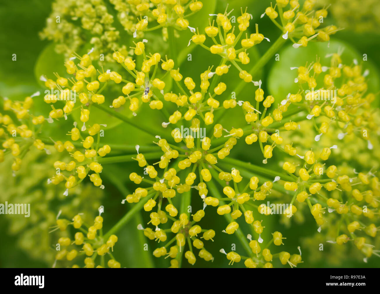 Fleur gros plan Banque D'Images Fleur gros plan Banque D'Images