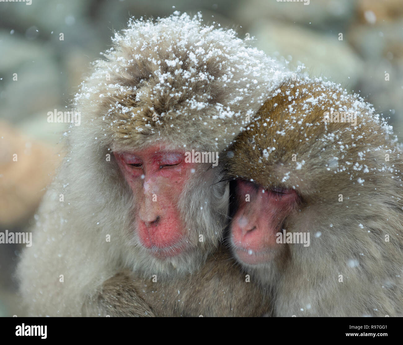 Dormir macaques japonais en neige. Close up portrait. Le macaque japonais ( Nom scientifique : Macaca fuscata), également connu sous le nom de snow monkey. Nat Banque D'Images