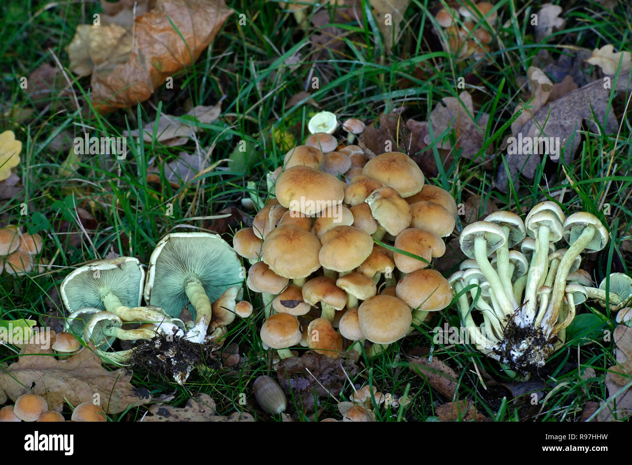Hypholoma fasciculare, communément connue sous le nom de touffe de soufre, le soufre tuft ou woodlover en cluster Banque D'Images