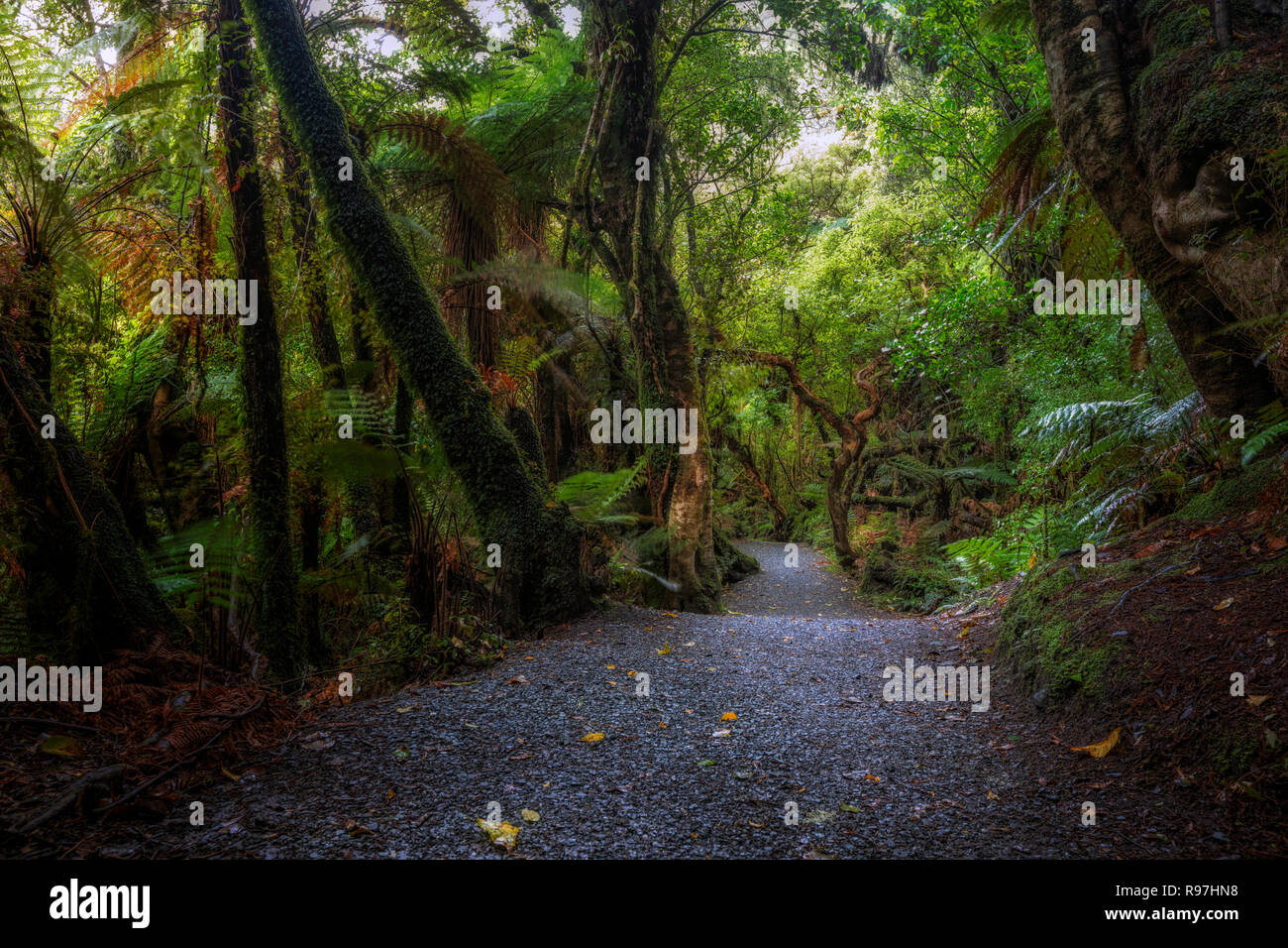 Le parc forestier de Catlins, île du Sud, Nouvelle-Zélande Banque D'Images
