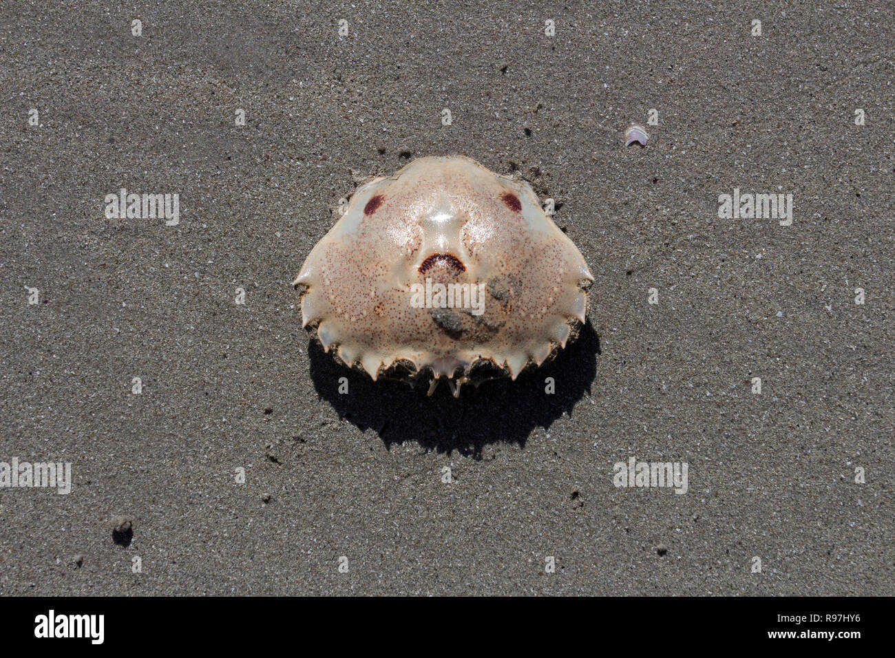 Coquille de crabe sur une plage d'Afrique du Sud Banque D'Images