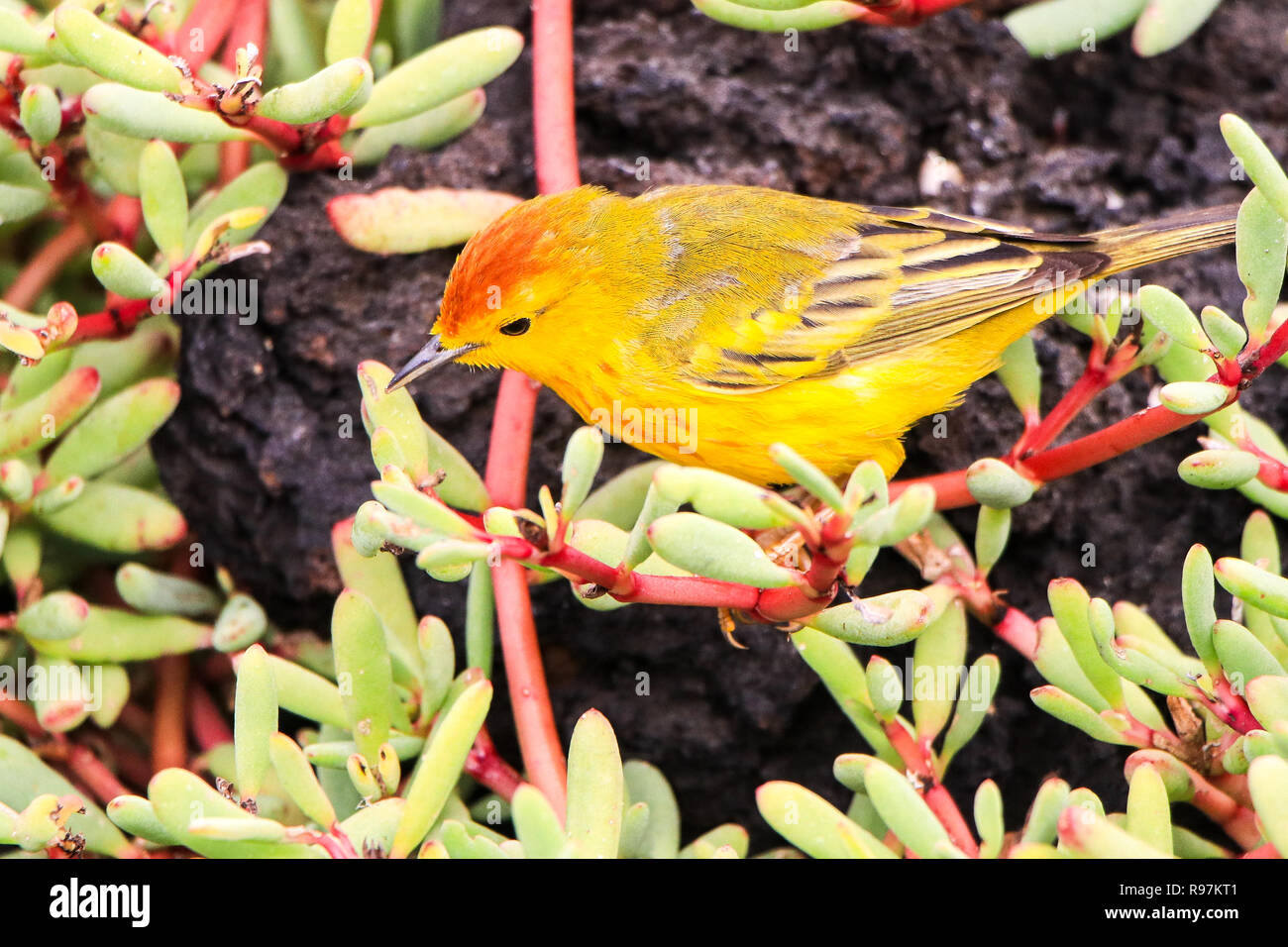 Paruline jaune, Santa Cruz, Galapagos Banque D'Images