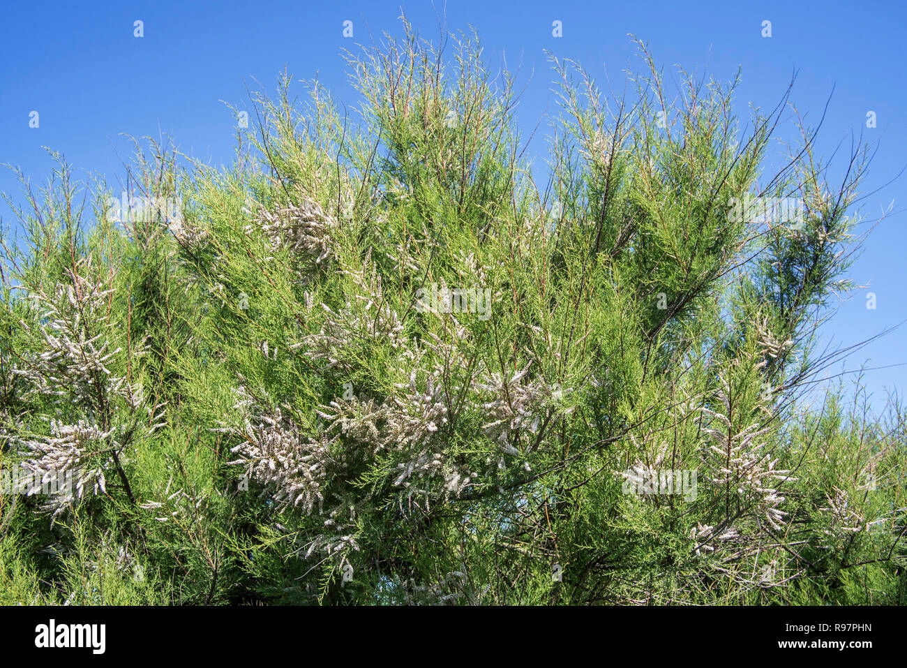 Tamaris (Tamarix africana de l'Afrique), herbacées et arbustives twiggy espèces introduites envahissantes croissant le long de la côte, France Banque D'Images