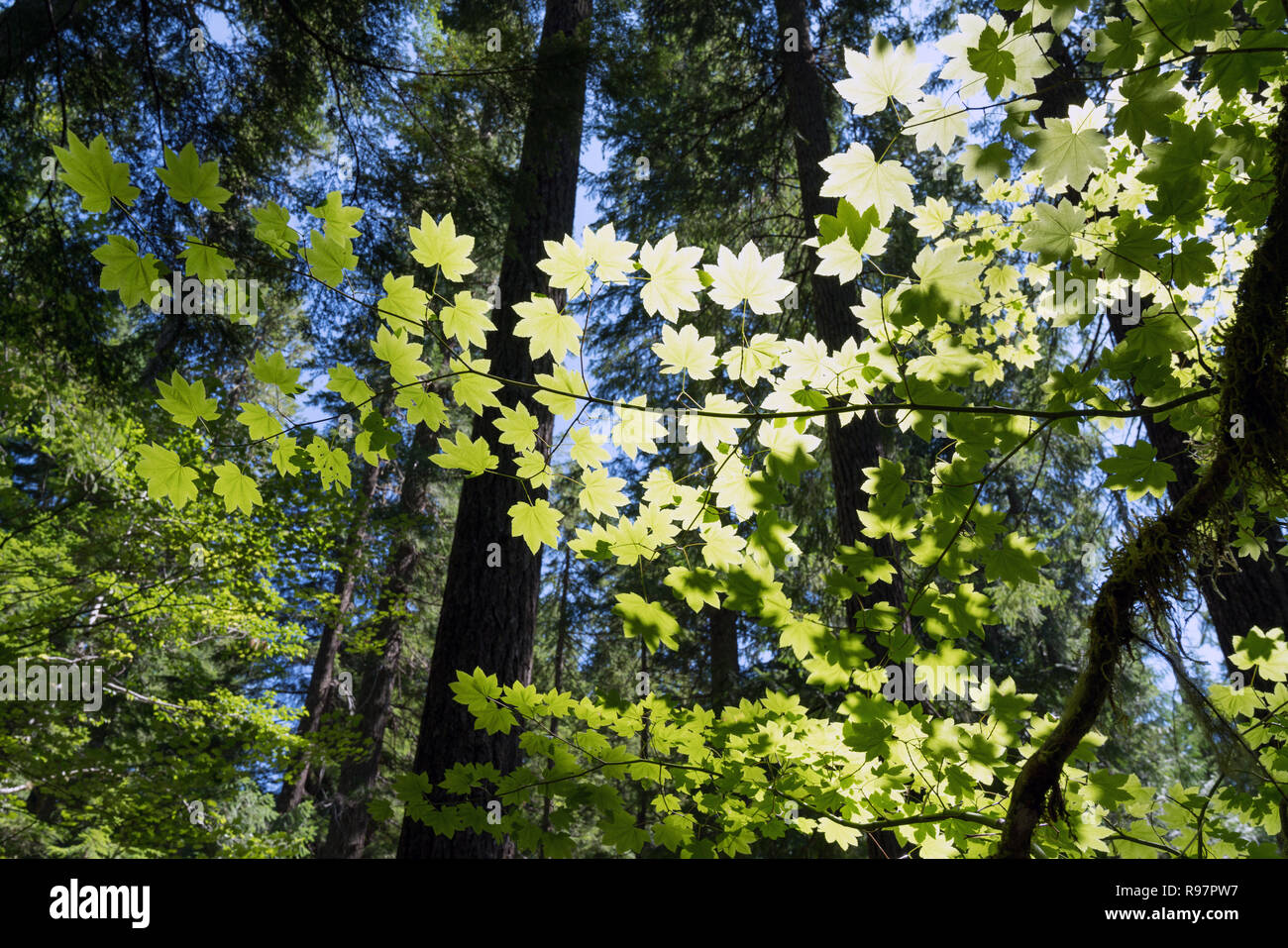 Sunshine par les feuilles des arbres. Rayons de soleil dans la forêt la Ohanapecosh Mount Rainier National Park, Washington Banque D'Images