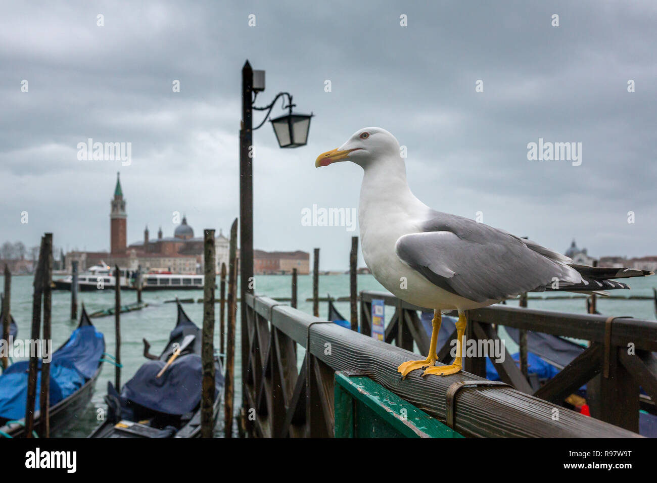 Seagull close-up avec l'église San Giorgio Maggiore et les gondoles à Venise, Italie, l'arrière-plan. Banque D'Images