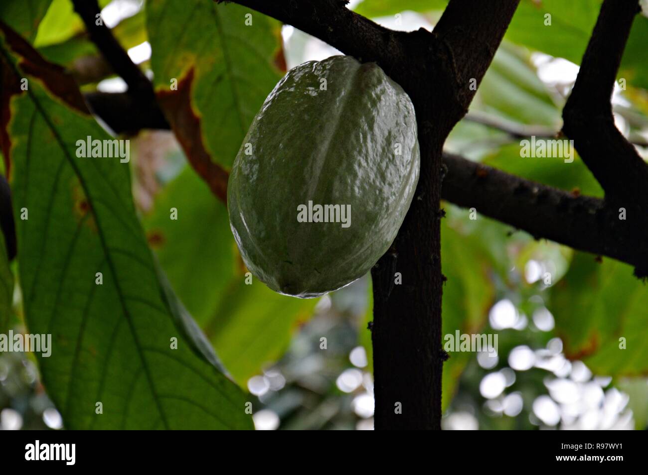 L'usine de cacao avec son fruit Banque D'Images