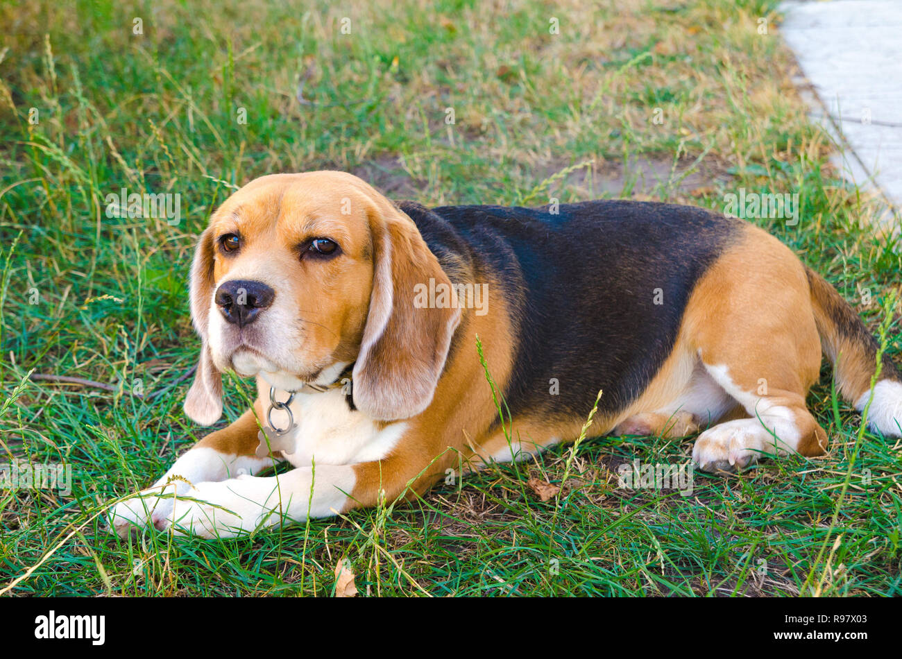 Chien beagle à l'extérieur à l'arrière-cour Banque D'Images