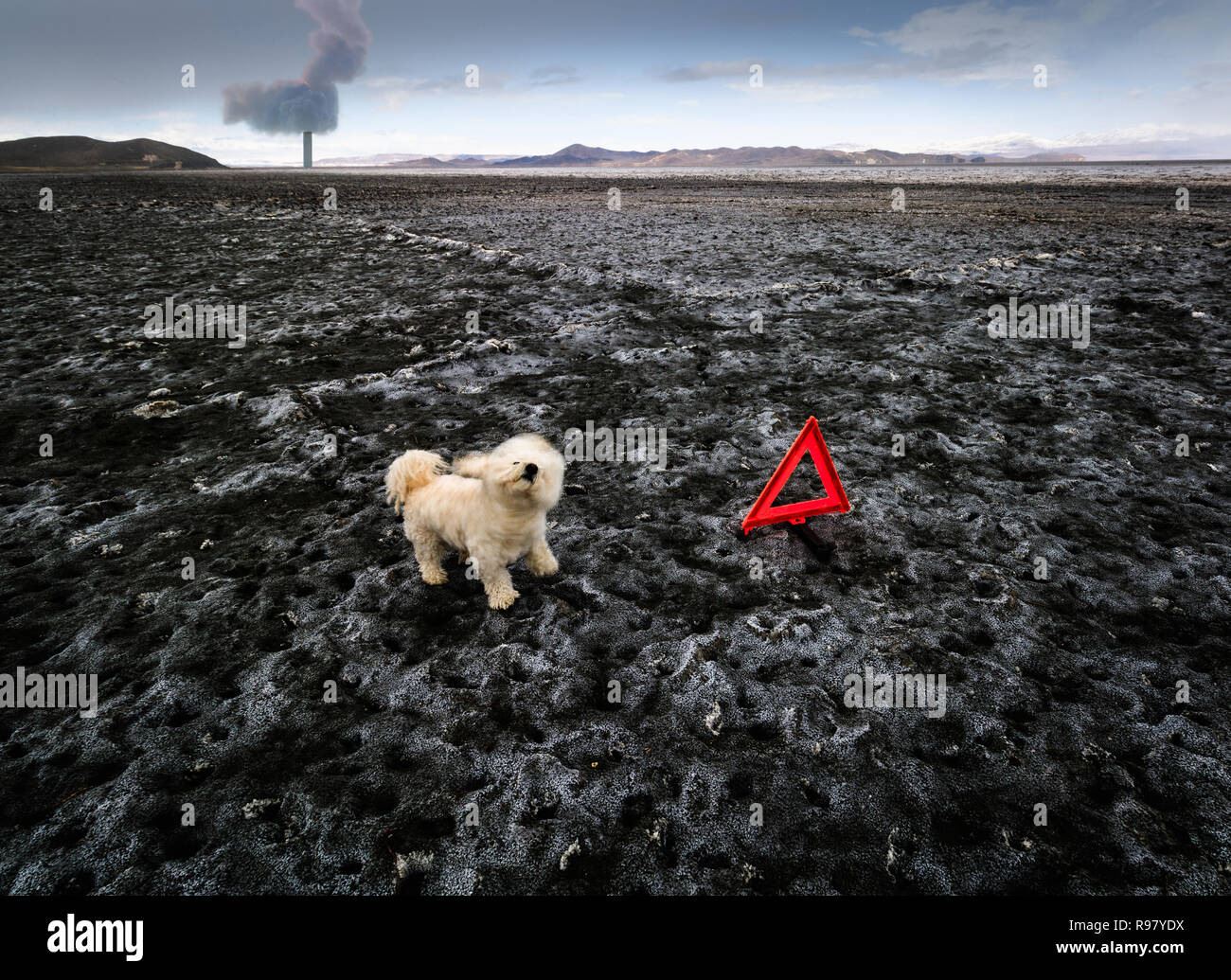 Un teckel chien sur la terre sèche, le lac d'Orumieh, le deuxième plus grand lac salé au monde Banque D'Images Un teckel chien sur la terre sèche, le lac d'Orumieh, le deuxième plus grand lac salé au monde Banque D'Images