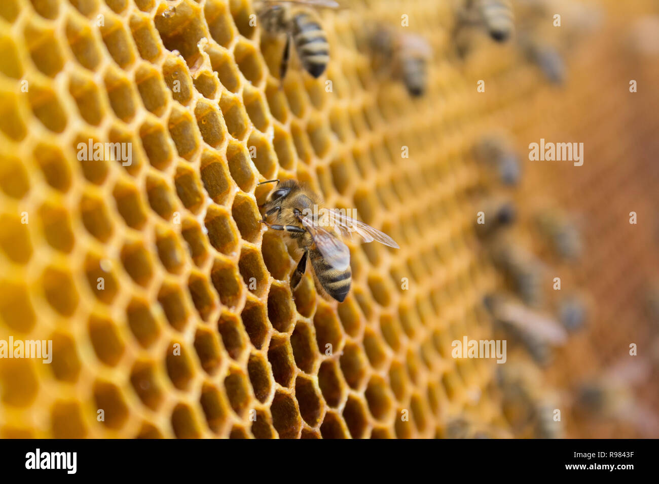 Sur un nid d'abeilles à l'intérieur de ruche. La structure hexagonale avec arrière-plan flou de cire. Banque D'Images