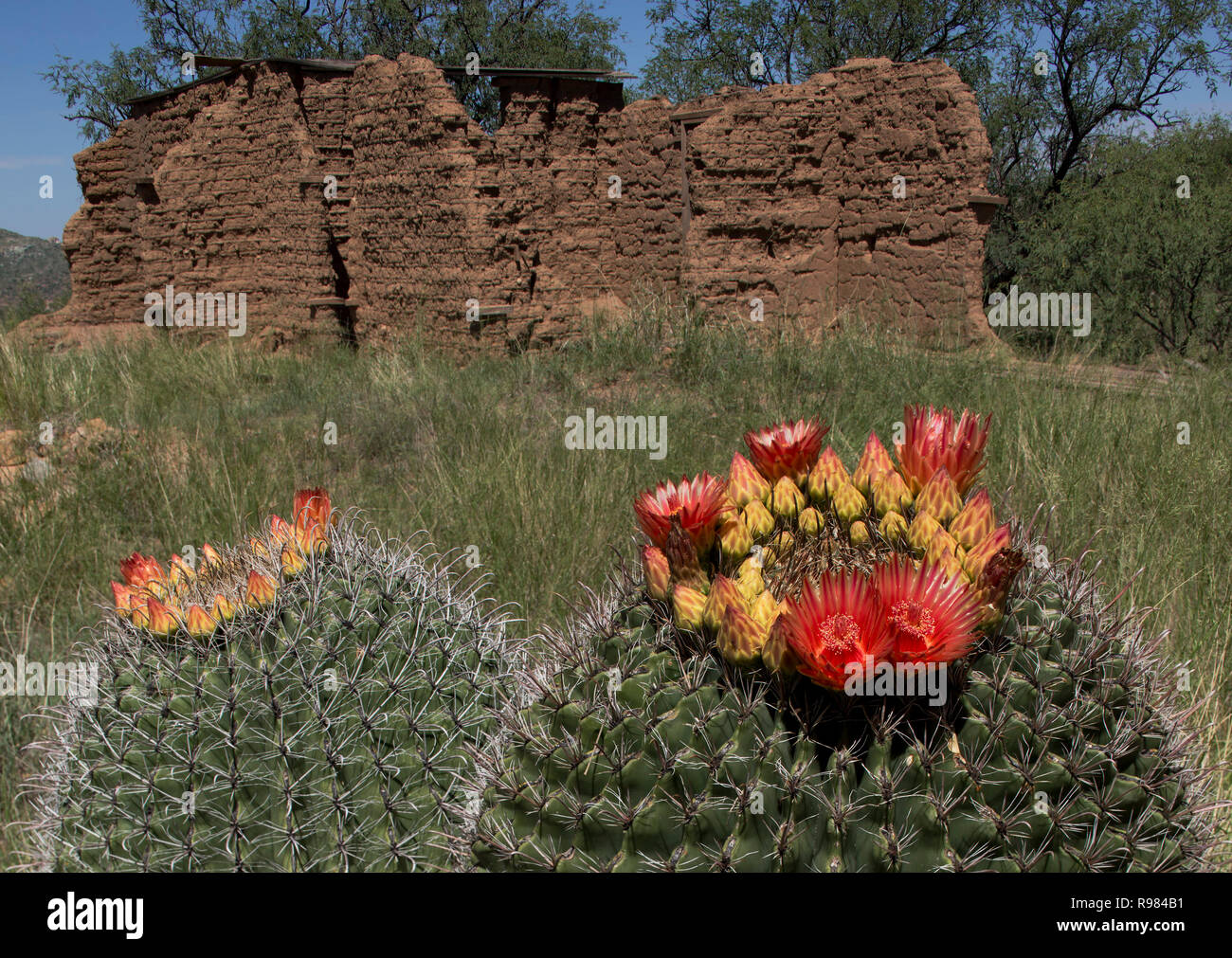 Double barillet en fleurs de cactus par les ruines d'adobe Salero ville fantôme. Banque D'Images