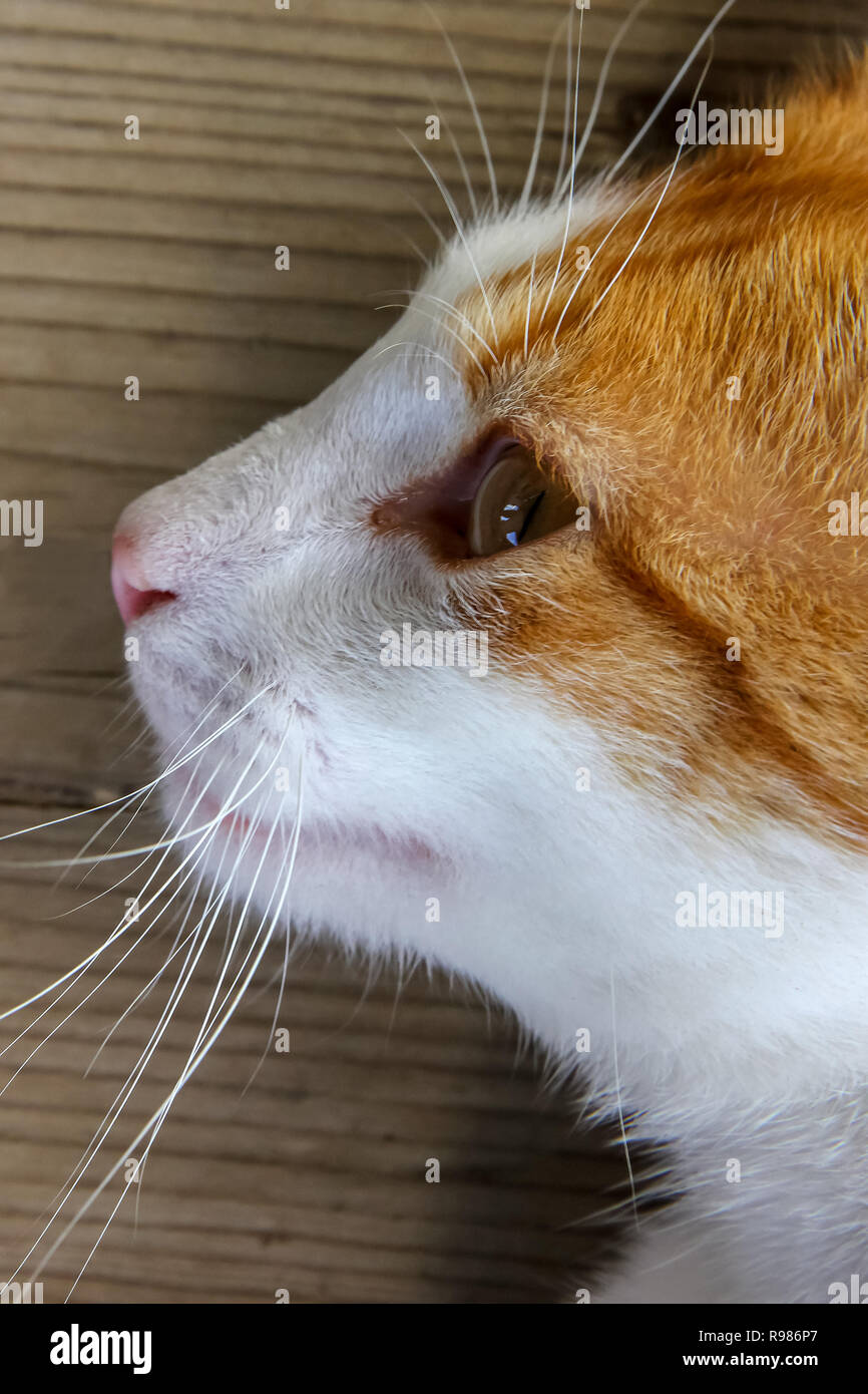 Portrait de chat blanc rouge sur le plancher en bois. Portrait de chat de gingembre. Chat est petit mammifère carnivore domestique avec fourrure douce. Banque D'Images