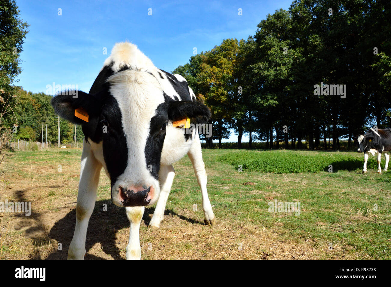 Une vache laitière, génisse race de vache dans un champ Banque D'Images