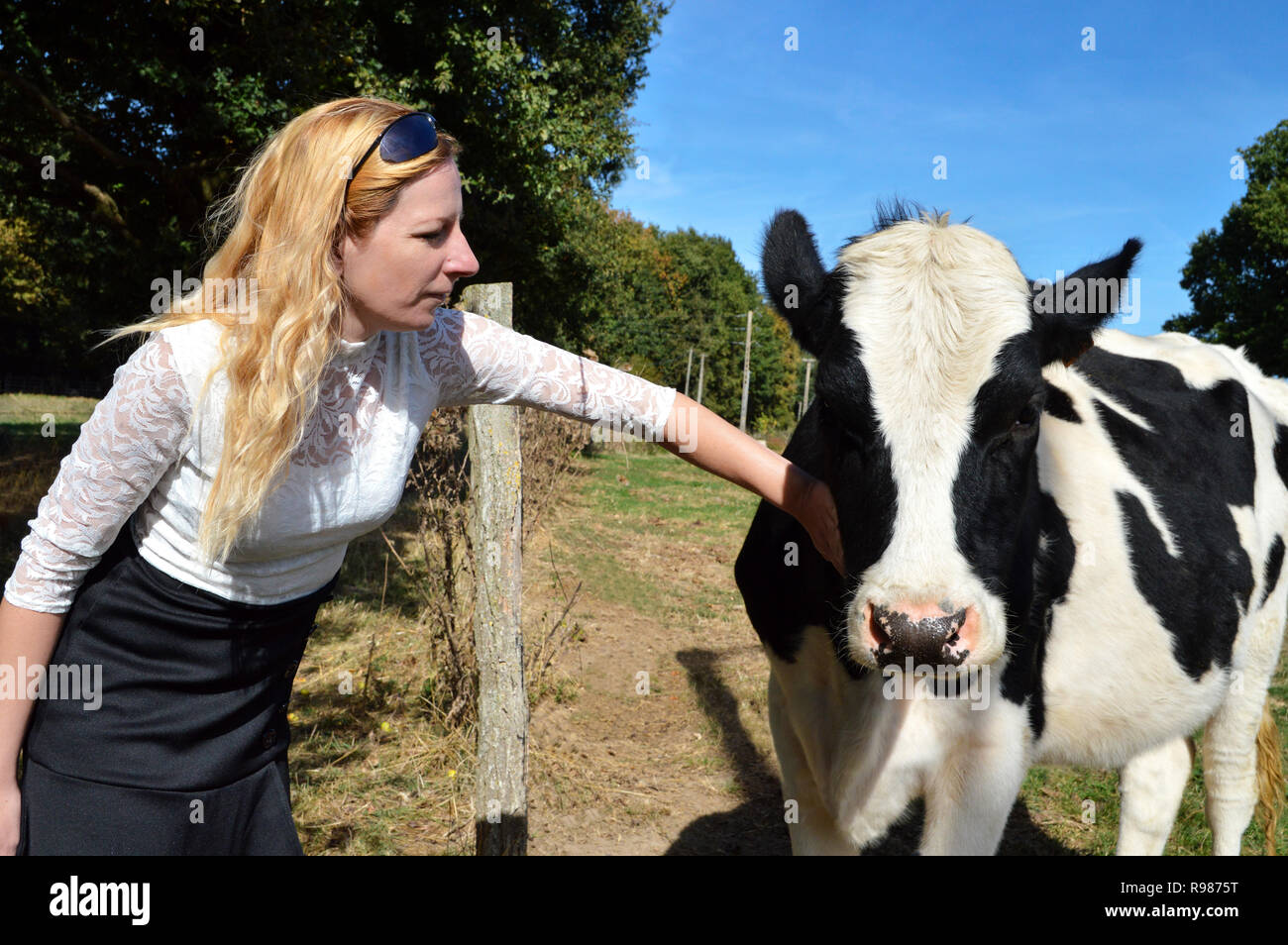 Une vache génisse, vache laitière race avec une femme blonde. Le bien