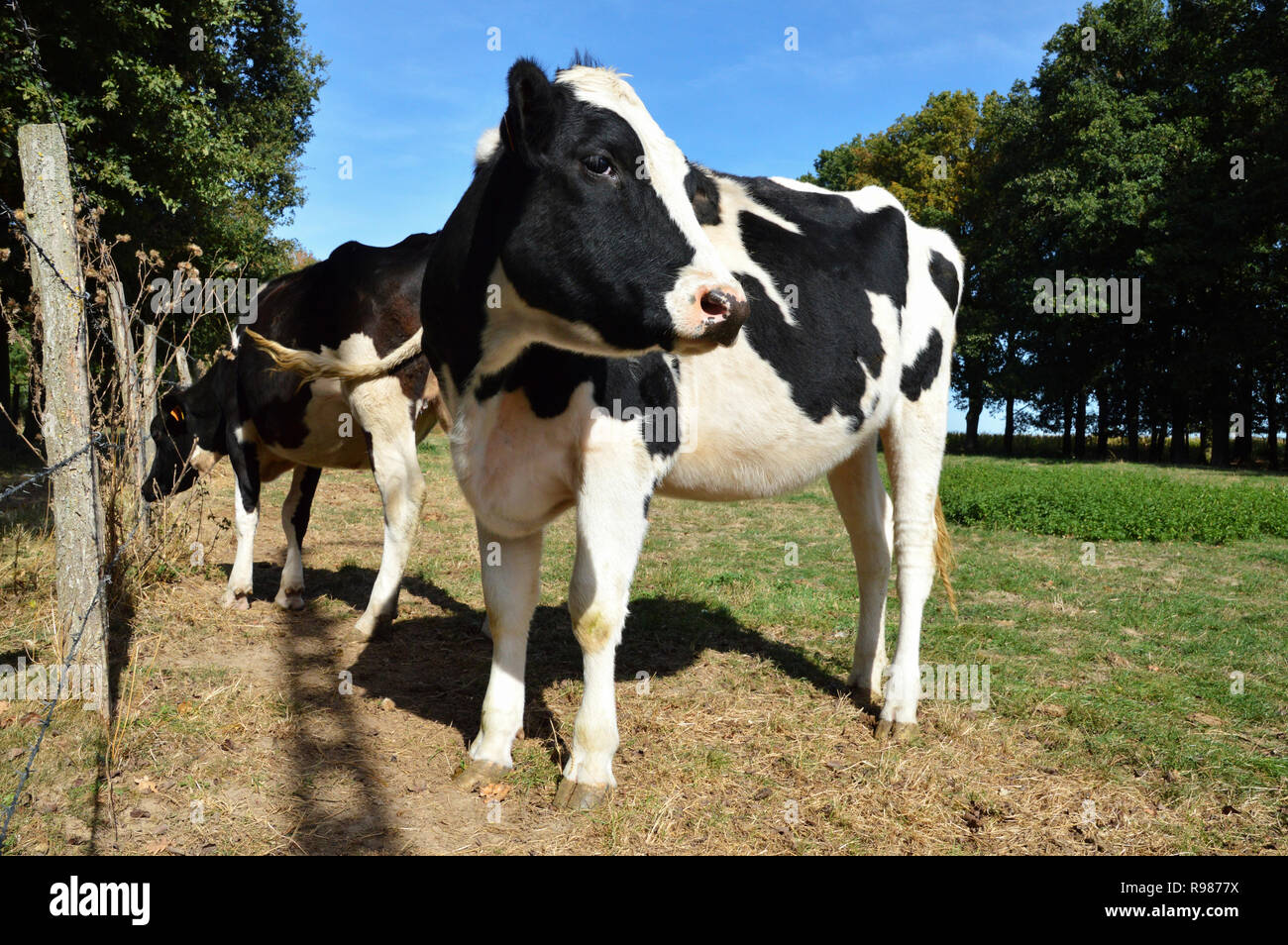 Une vache laitière, génisse race de vache dans un champ Banque D'Images