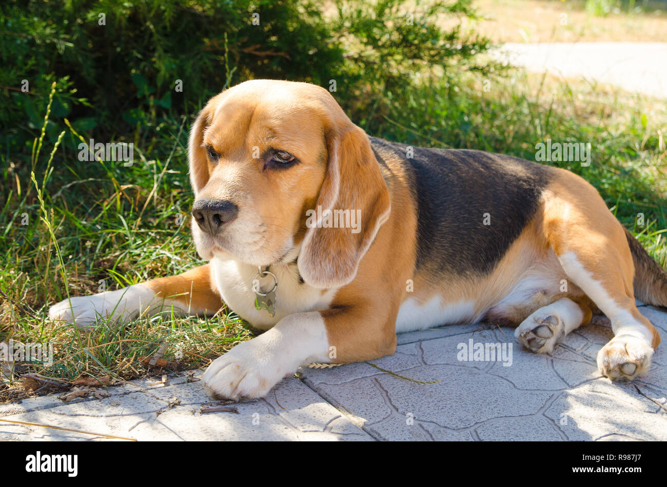 Chien beagle à l'extérieur à l'arrière-cour Banque D'Images