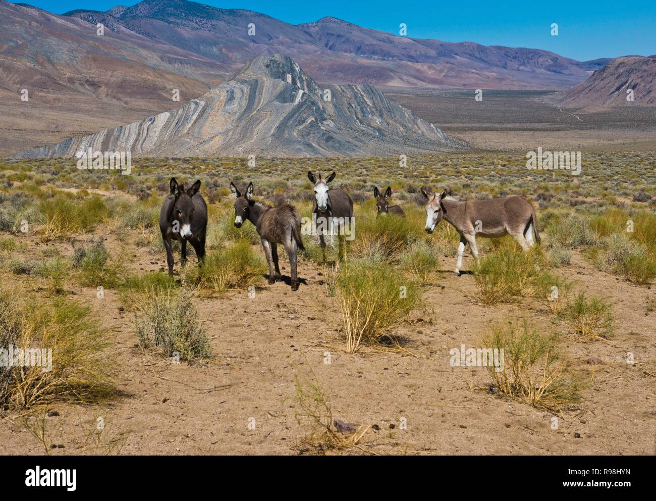 La Californie, Death Valley National Park, Butte Valley Road, ânes sauvages Banque D'Images