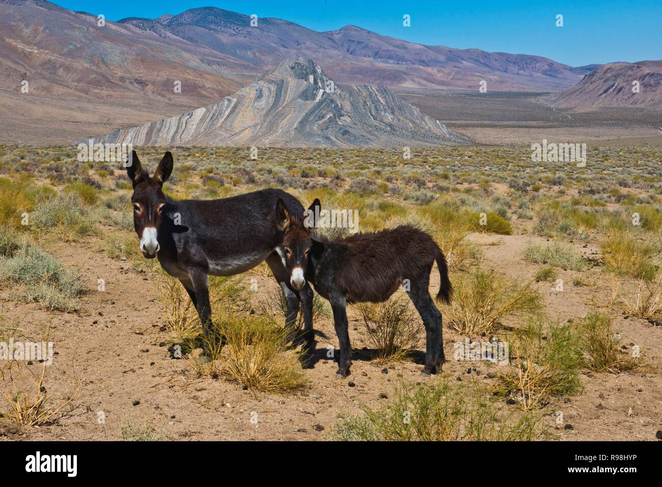 La Californie, Death Valley National Park, Butte Valley Road, ânes sauvages Banque D'Images