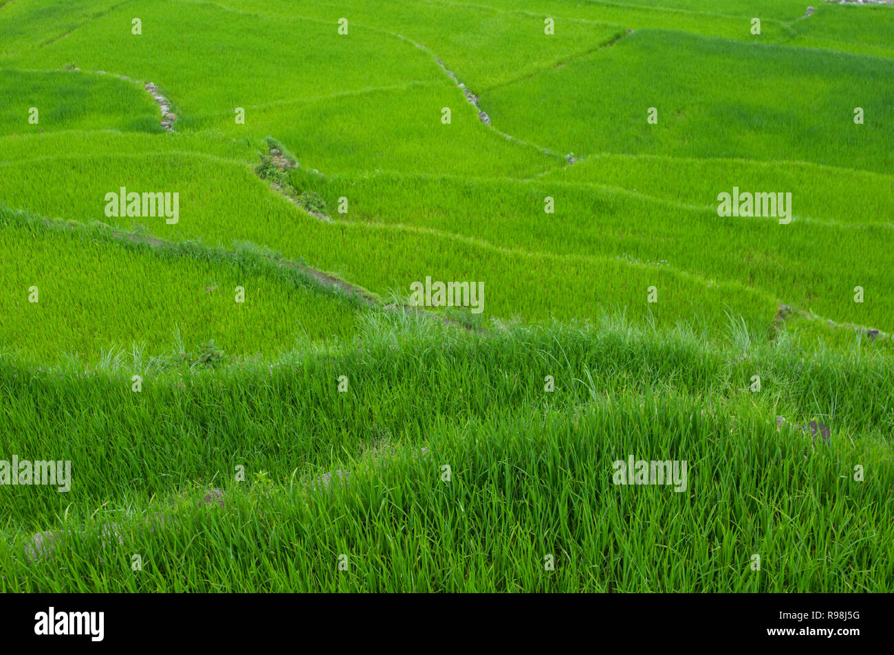 Bontoc Rice Terraces, région de montagne, Luzon, Philippines, Asie, Asie du Sud Banque D'Images