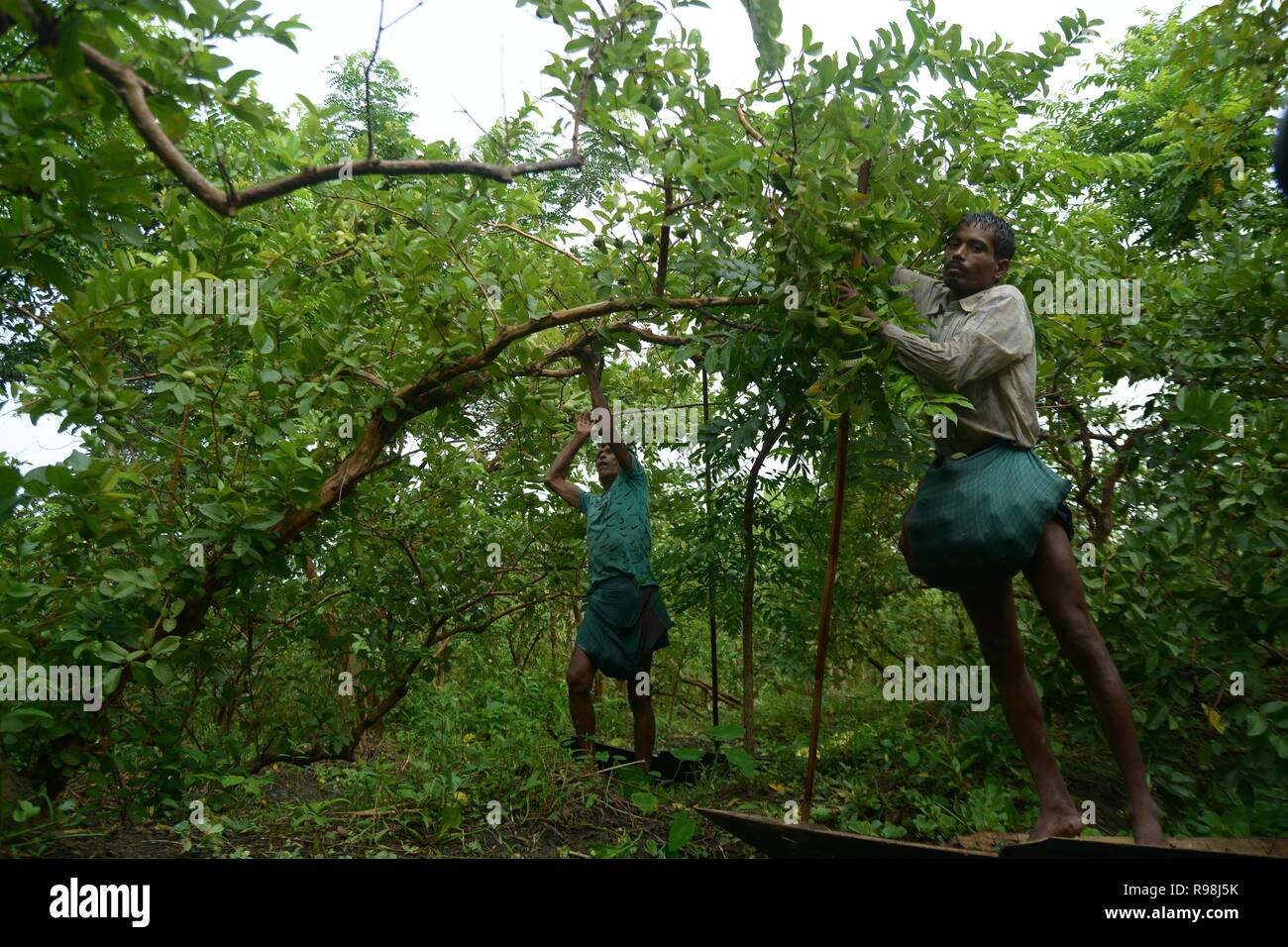 Marché Flottant , Barishal , Bangladesh Banque D'Images