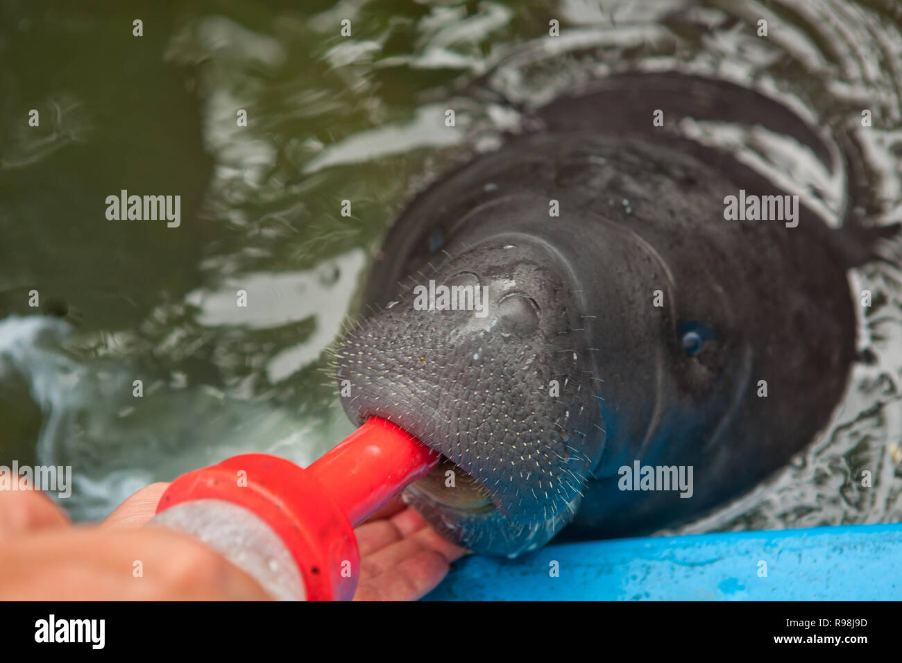 Nourrir un manuatu en captivité au zoo d'Iquitos, Pérou Banque D'Images