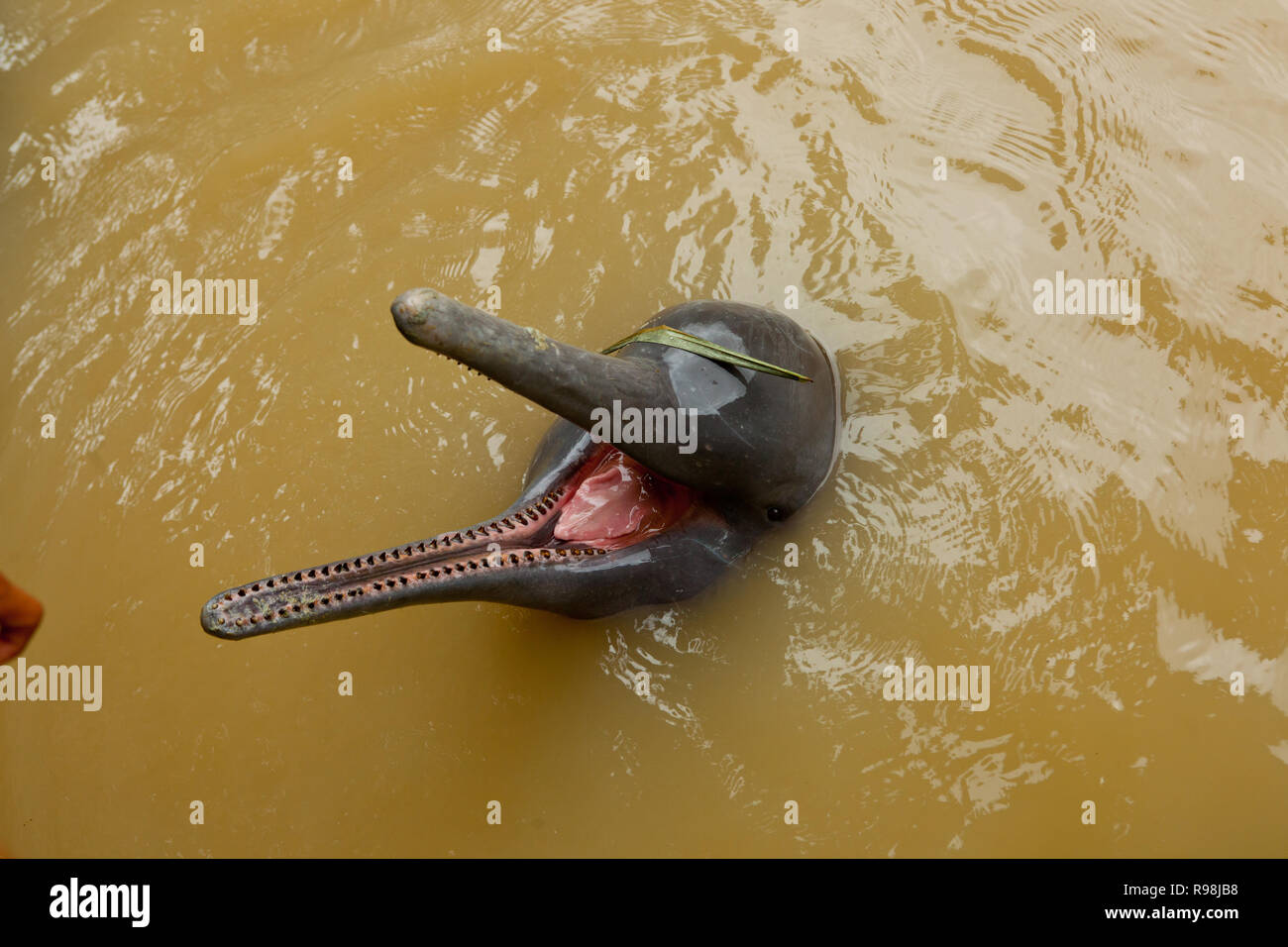 Un dauphin blanc en captivité au zoo d'Iquitos, Pérou Banque D'Images