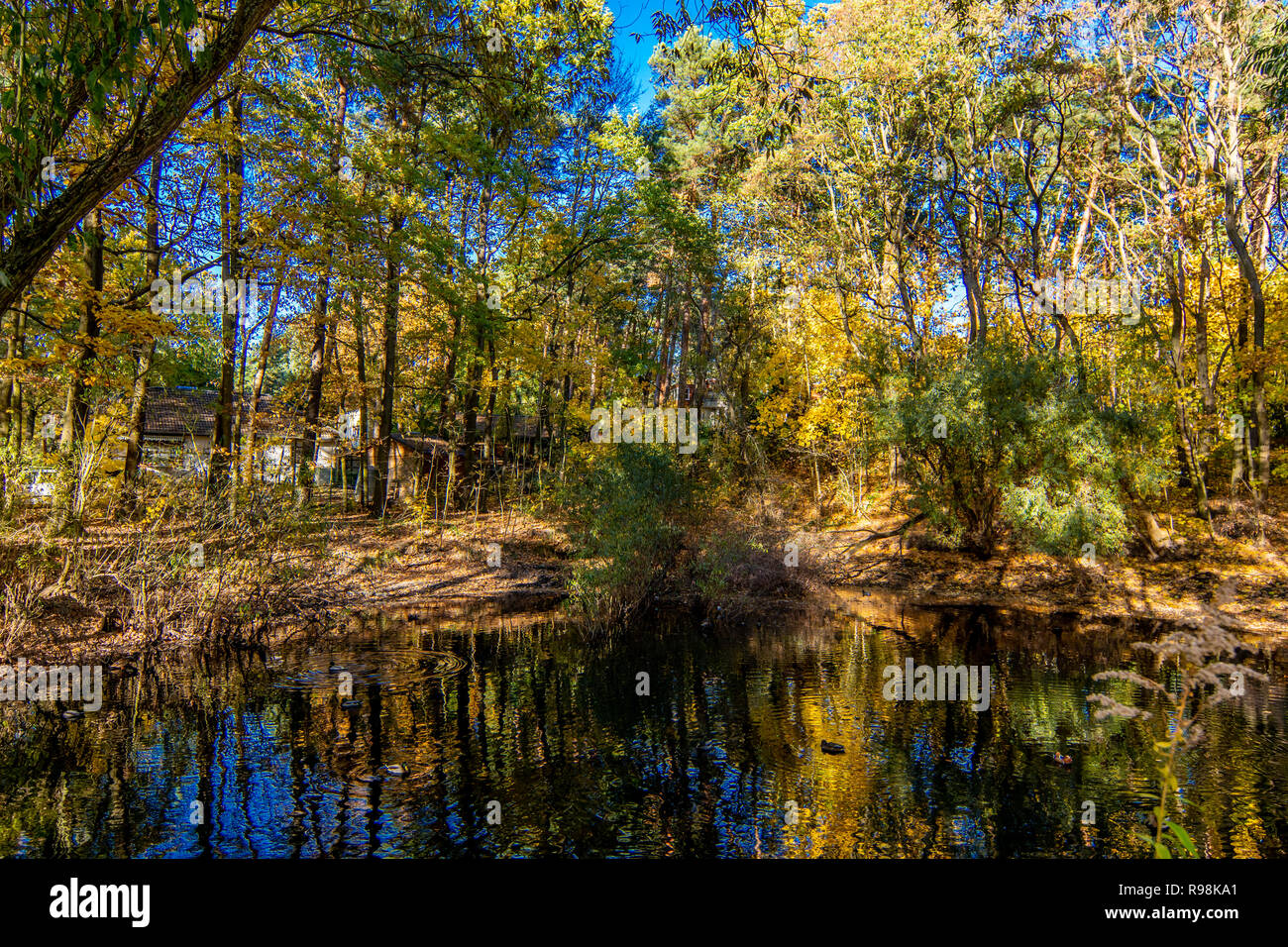 Lac avec feuillage automne en jaune et vert et des réflexions d'arbres dans l'eau Banque D'Images