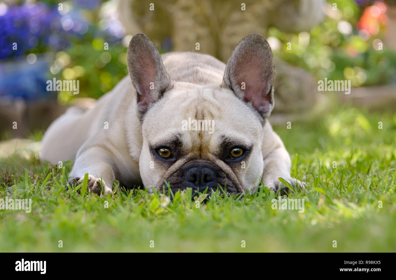 Portrait of a cute bouledogue français, aux yeux de chiot femelle de couleur fauve sur la pelouse au repos Banque D'Images