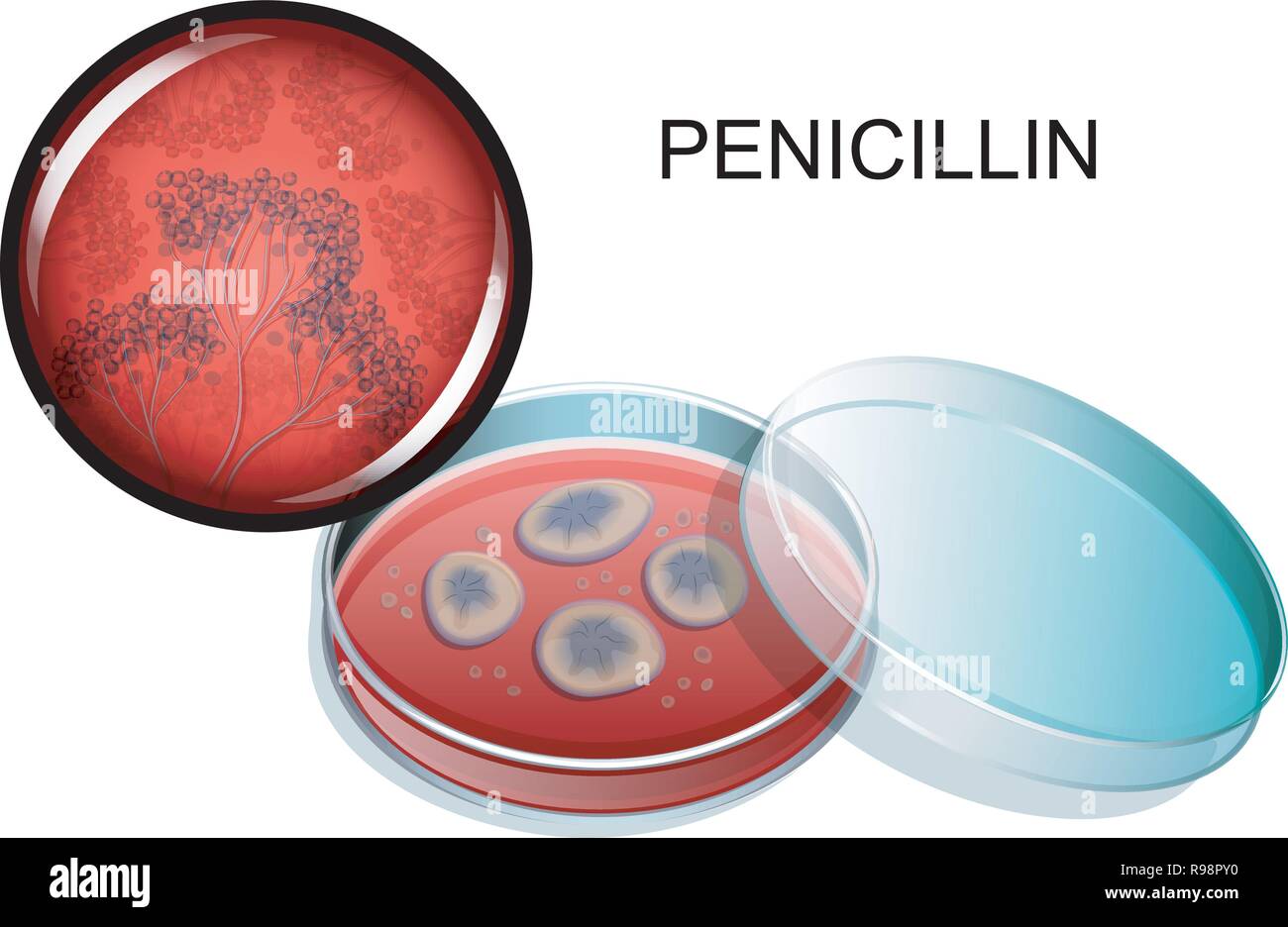 Vector illustration d'un moule de la pénicilline, dans une boîte de Pétri et sous un microscope Illustration de Vecteur