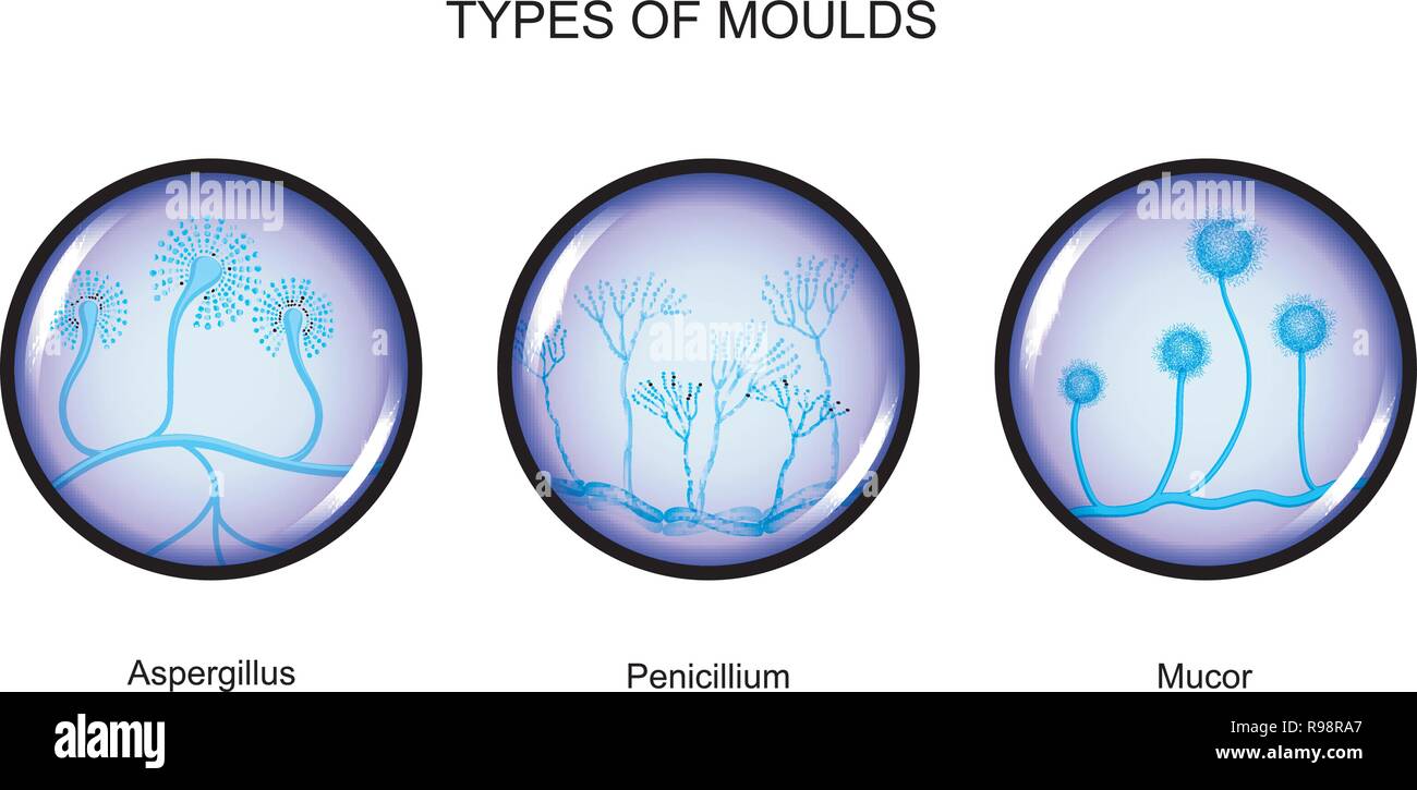 Vector illustration des types de moisissures Illustration de Vecteur