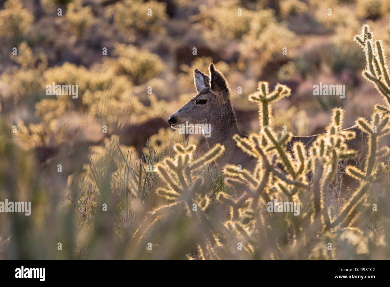 Close up du cerf-mulet et cholla cactus. Cliché pris au Red Rock Canyon National Conservation Area près de Las Vegas, Nevada. Banque D'Images