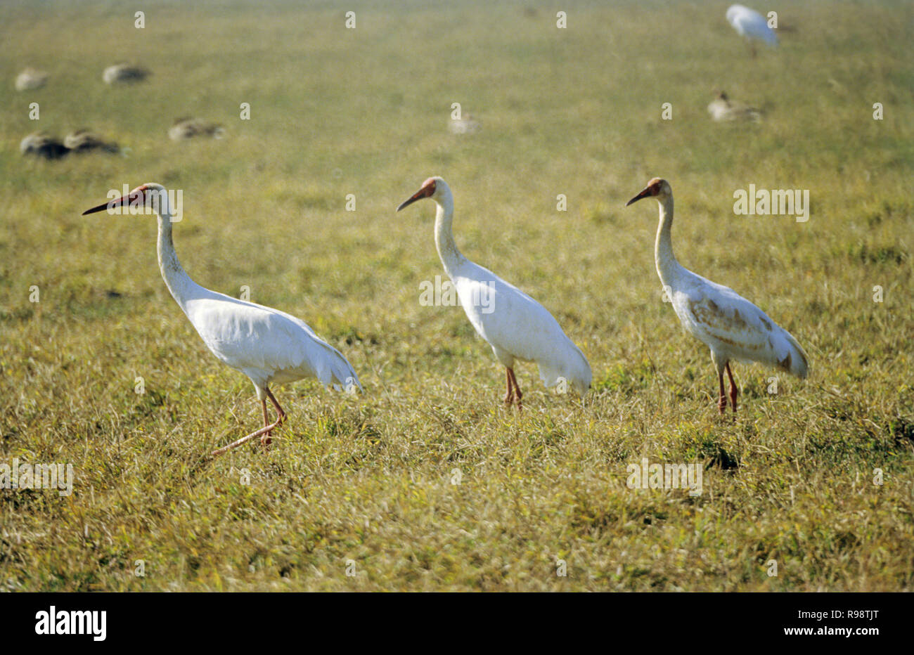 La grue de Sibérie, refuge d'oiseaux de Keoladeo, National Park, Bharatpur, Uttar Pradesh, Inde Banque D'Images