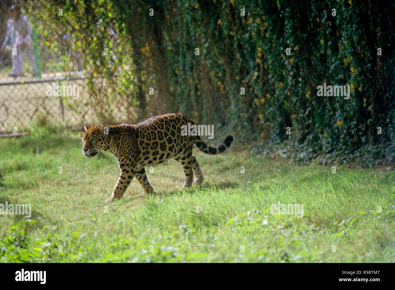 Jaguar (Panthera onca) Banque D'Images