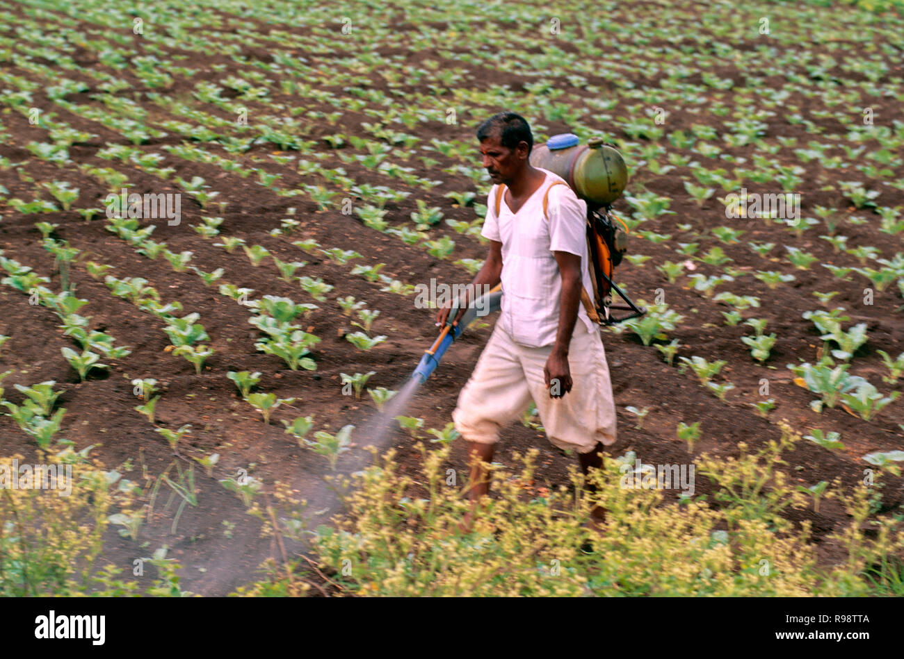 La pulvérisation de pesticides dans les champs des agriculteurs de l'Inde Banque D'Images