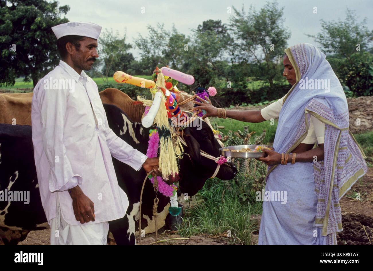 Pola bull festival culte Maharashtra inde Banque D'Images