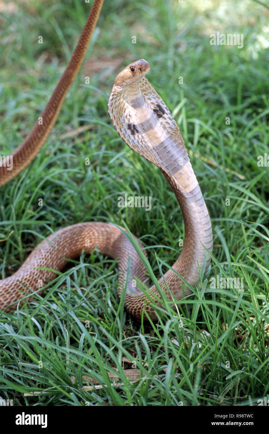Reptiles, King Cobra (Naja naja) avec capot, battis shirala, Maharashtra, Inde Banque D'Images Reptiles, King Cobra (Naja naja) avec capot, battis shirala, Maharashtra, Inde Banque D'Images