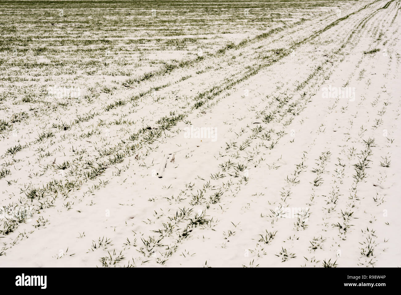 Terrain agricole terrain neigeux culture, après une chute de neige de l'hiver, les lignes de semis Banque D'Images