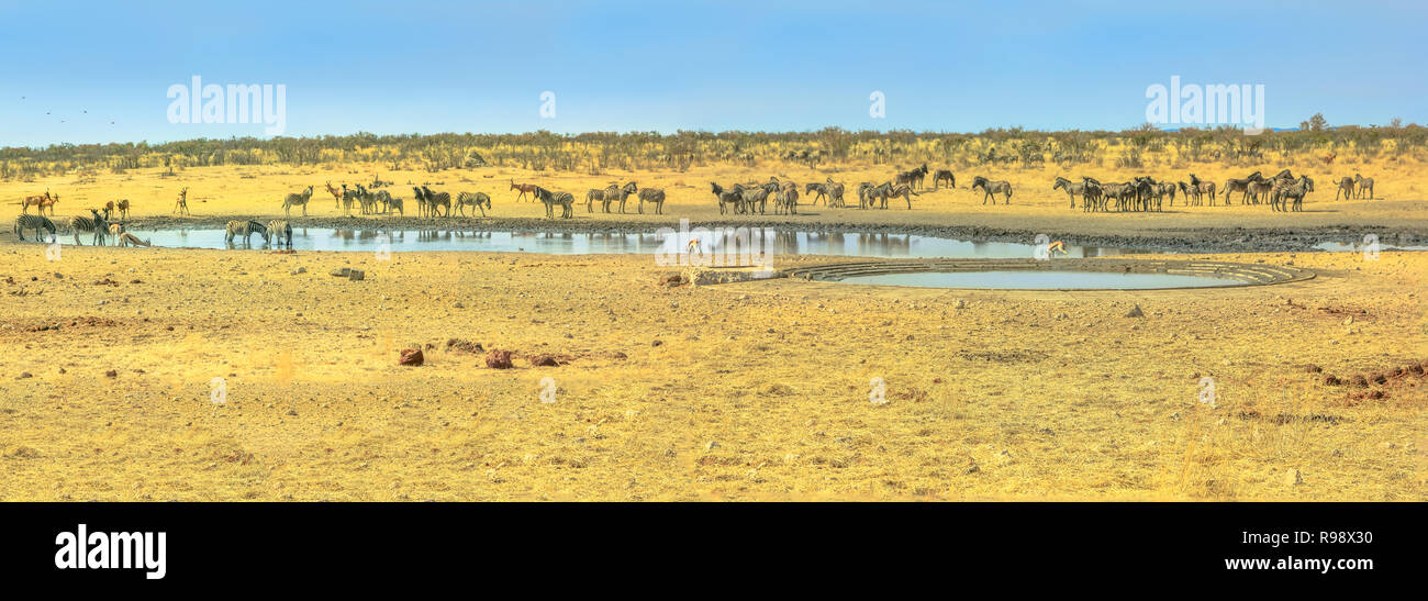 Panorama grand angle des animaux sauvages comme des zèbres, des bubales et springboks boire à Nebrownii point d'eau en saison sèche de savane. Parc National d'Etosha en Namibie. Banque D'Images