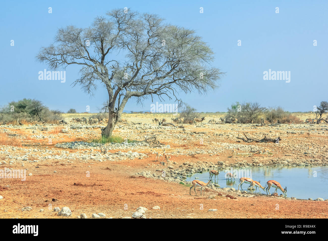 Arbre généalogique namibienne d'Etosha Okaukuejo waterhole à Savannah d'Etosha National Park, Namibie. Banque D'Images
