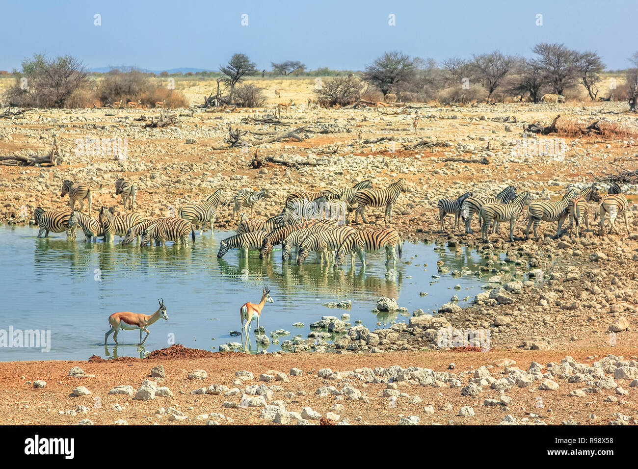 Arrière-plan de la savane namibienne. zèbres et potable springboks et reposant à Okaukuejo Etosha National Park de point d'eau en Namibie. Ciel bleu, l'espace de copie. Banque D'Images
