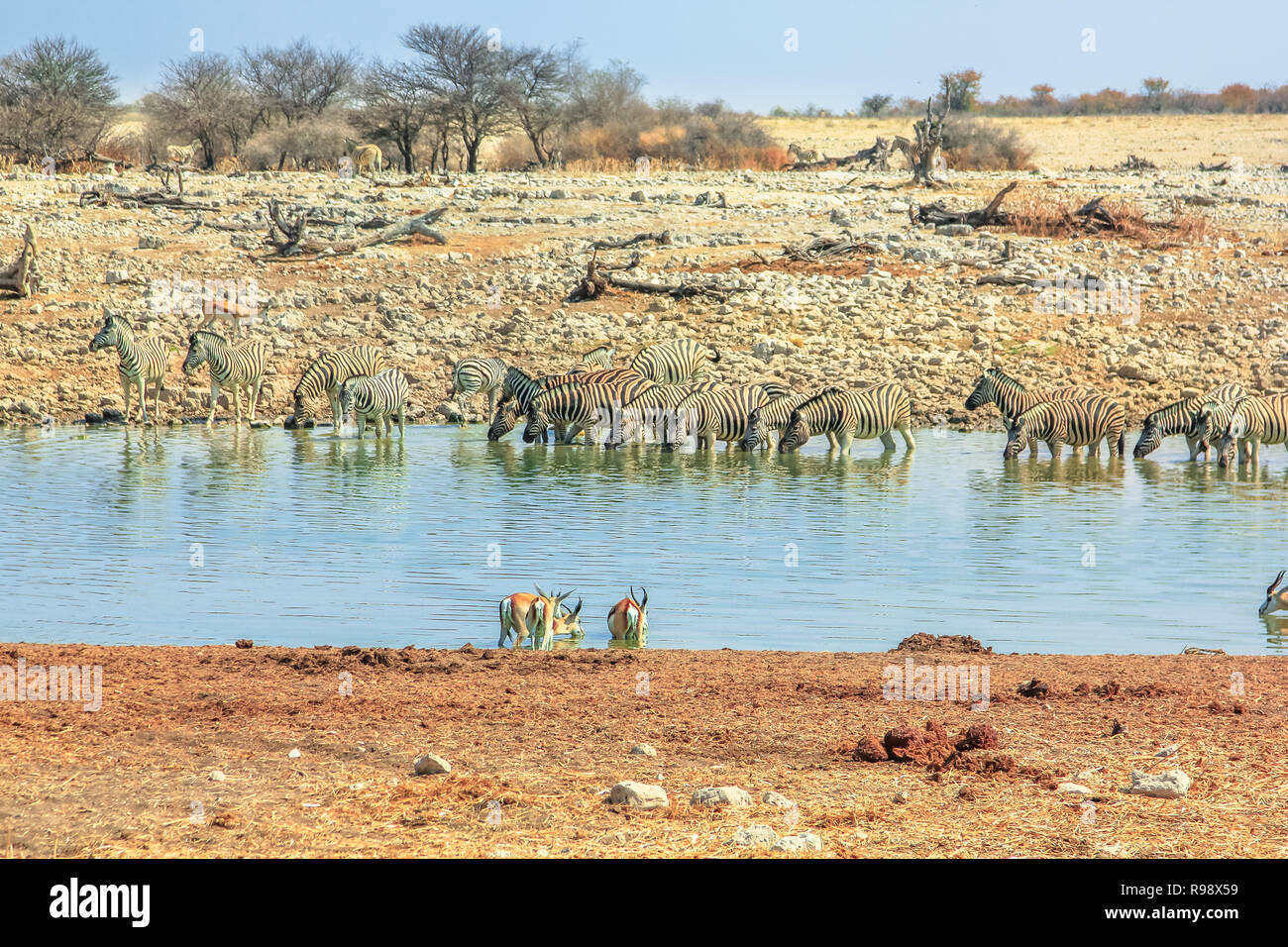 Animaux de Namibie : les zèbres et les springboks à Okaukuejo Etosha National Park de point d'eau en Namibie. Banque D'Images