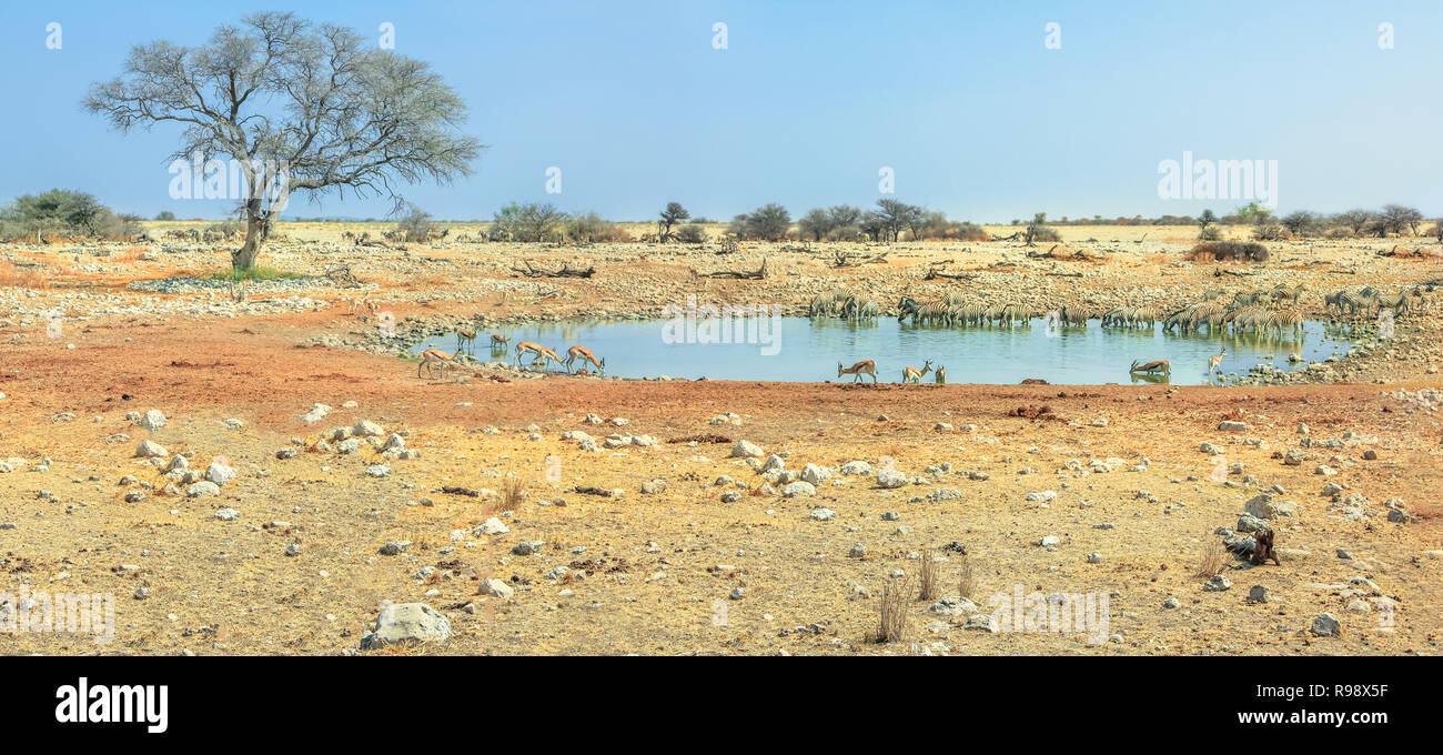 Panorama grand angle animaux sauvages comme des zèbres, des bubales et springboks boire au point d'Okaukuejo dans le parc national d'Etosha, Namibie. Ciel bleu, l'espace de copie. Saison sèche. Banque D'Images